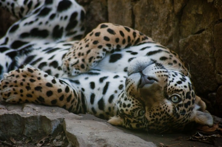 Jaguar acostado tomado en Tuxtla Gutiérrez, Chiapas, México.