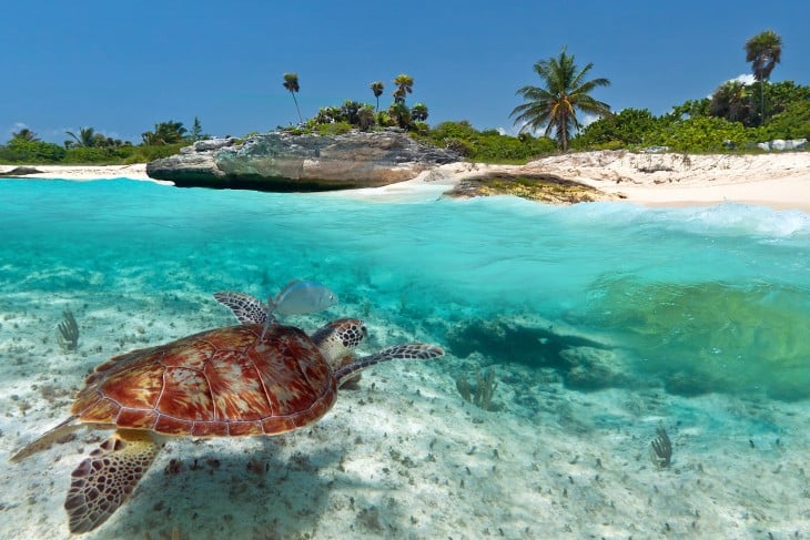 Tortuga marina tomada en la Riviera Maya en Quintana Roo México