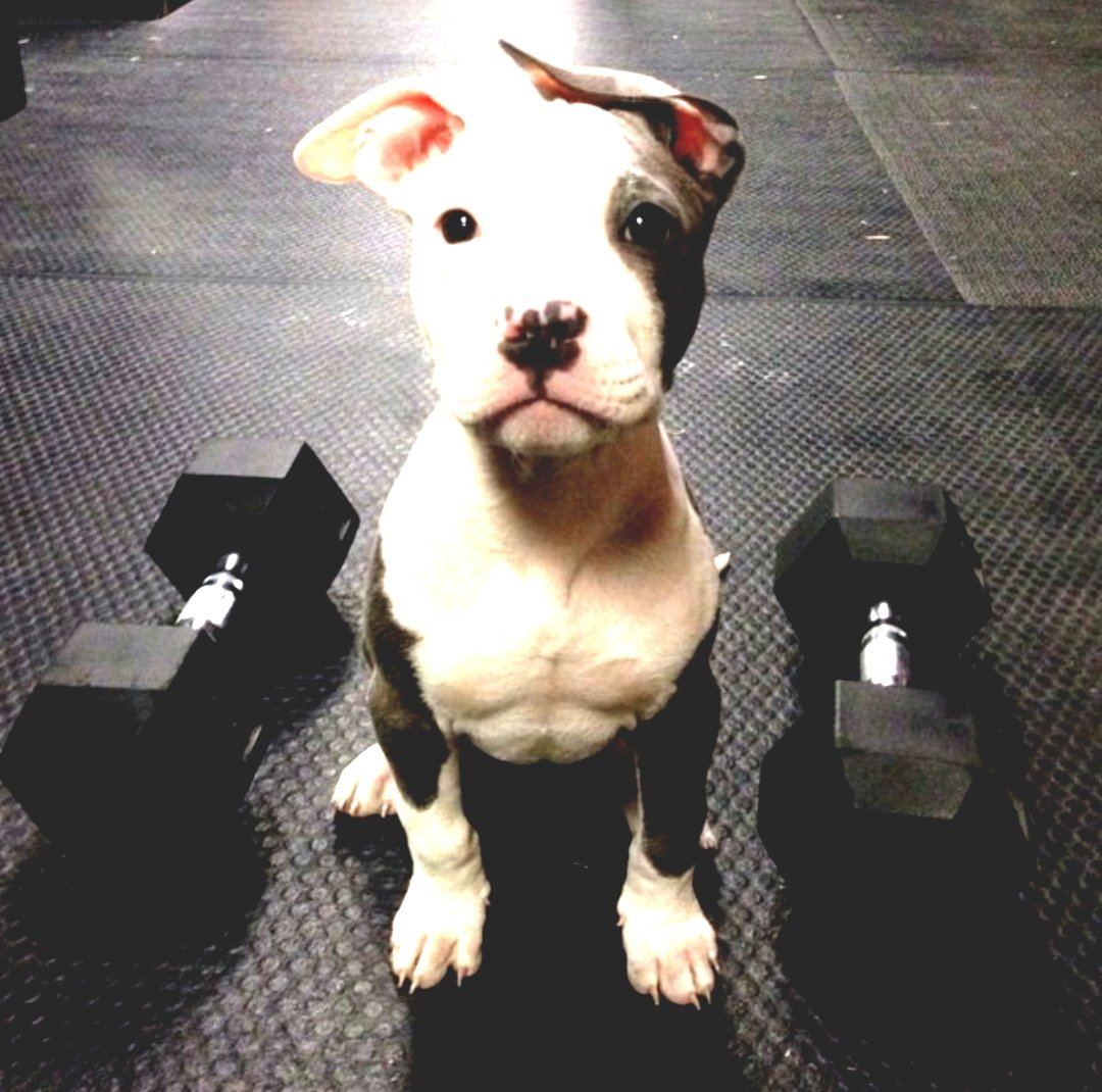 25 Razones Por Las Que Nunca Deberias Tener Un Pitbull 25 Razones Por Las Que Nunca Deberias Tener Un Pitbull