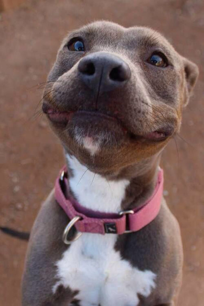 25 Razones Por Las Que Nunca Deberias Tener Un Pitbull 25 Razones Por Las Que Nunca Deberias Tener Un Pitbull