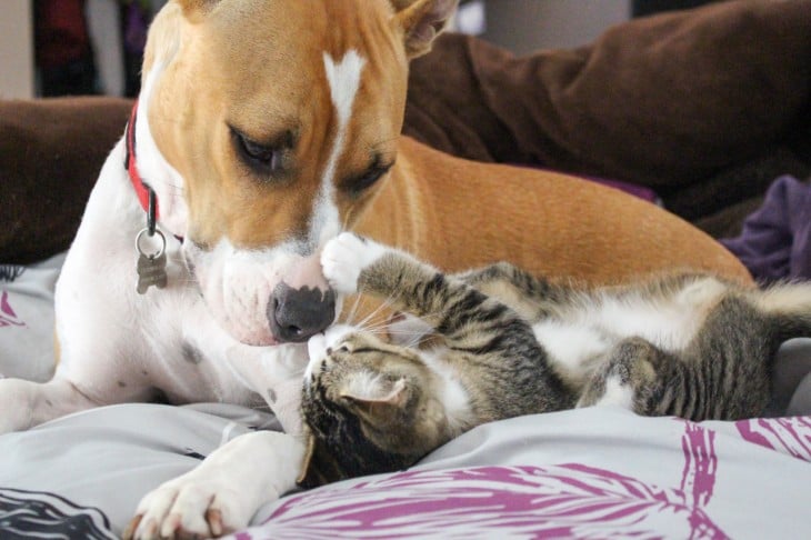 Pitubll jugando con un gato en la cama