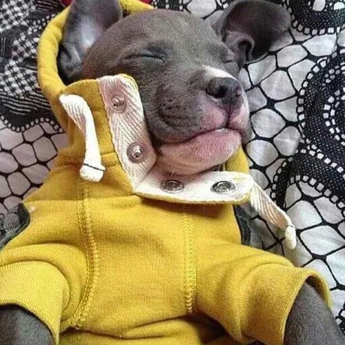 Perro pitbull con suéter amarillo 