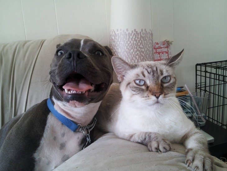 Perro pitbull arruinando la foto de un gato 