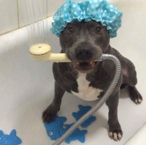perro pitbull negro en una bañera 