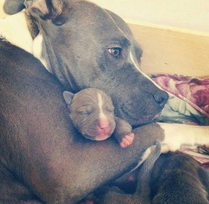 Cachorro pitbull con su mamá 
