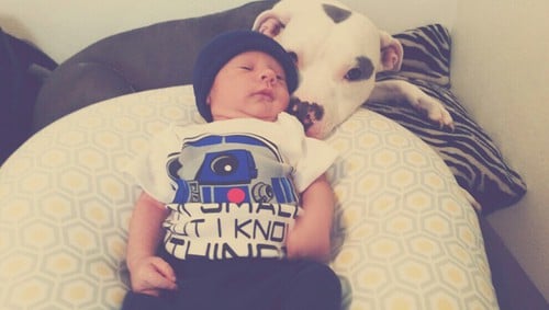 bebé dormido con su perro Pitbull 