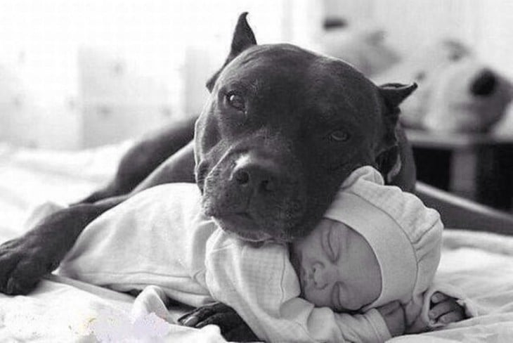 Perro pitbull abrazando a un bebé 