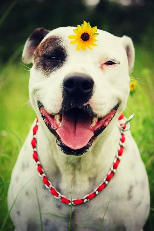 Perro pitbull sonriendo con una flor en la cabeza 