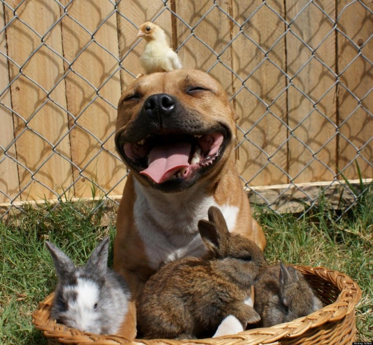 Perro Pitbull rodeado de diferentes animales