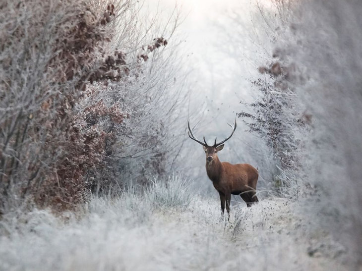 venado en la nieve