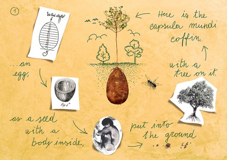 Proceso del proyecto capsula mundi