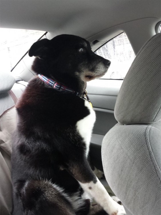 perro blanco con negro asustado en el asiento trasero