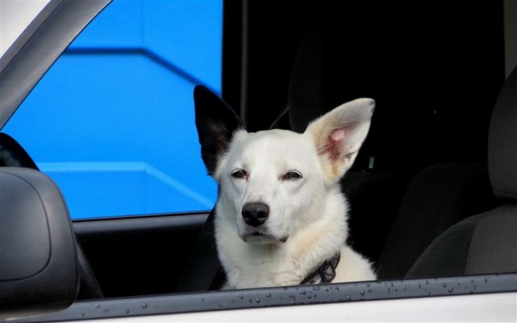 perro blanco enojado mientras esta en el coche