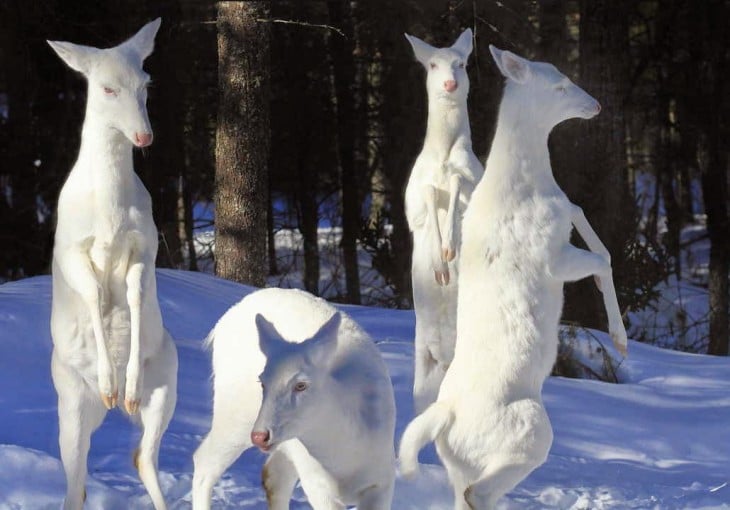 ciervos blancos en el bosque