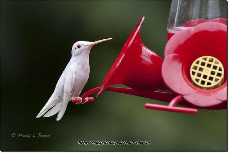 colibri blanco comiendo