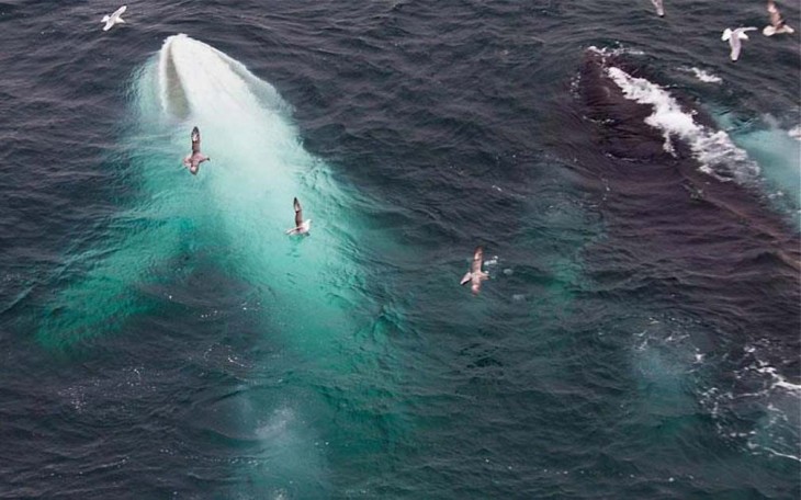 dos ballenas y una es albina
