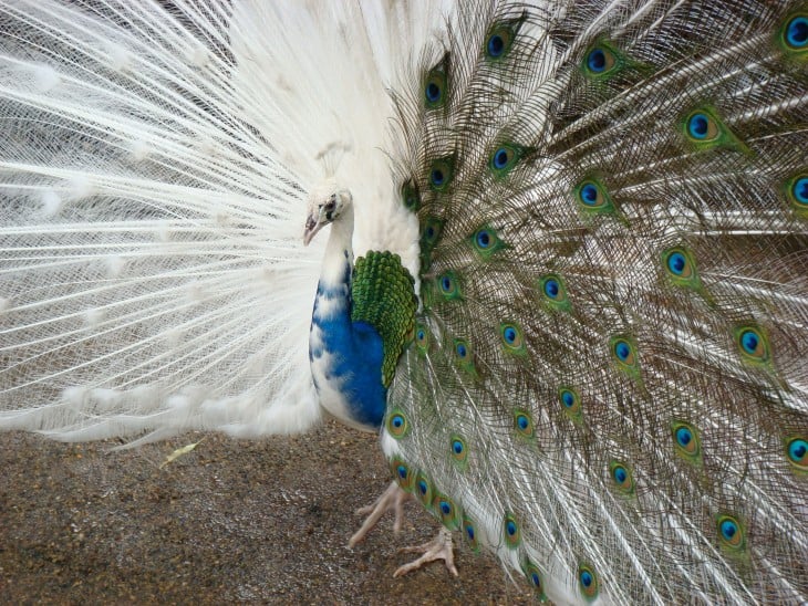 pavo real mitad blanco