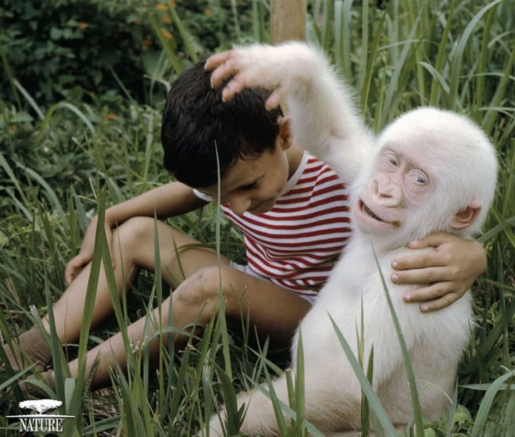 gorila blanco jugando con  un nene