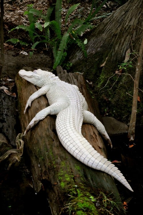 cocodrilo blanco durmiendo