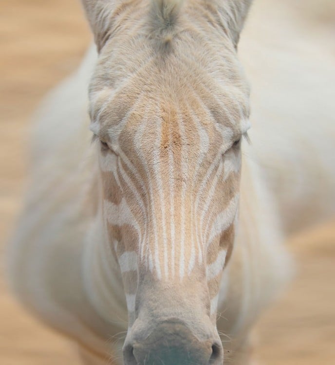 cebra blanca