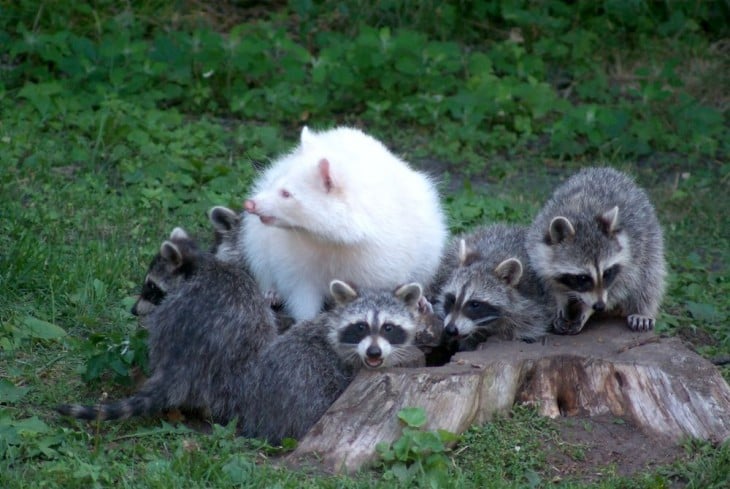 manada de mapaches dodne hay uno blanco 