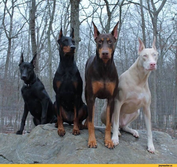 4 dobermanes donde hay uno blanco