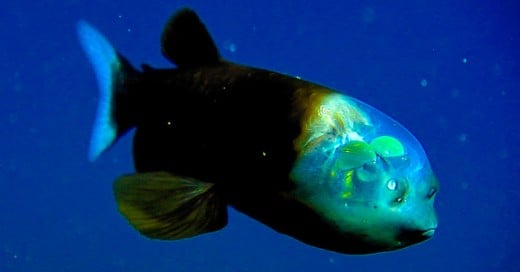 criaturas de mar parecen de ciencia ficcion