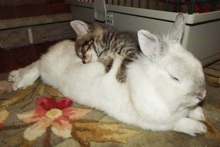 gatito y conejo blanco durmiendo juntos