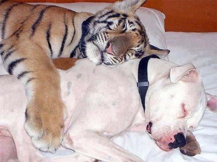 tigre durmiendo con un perrito