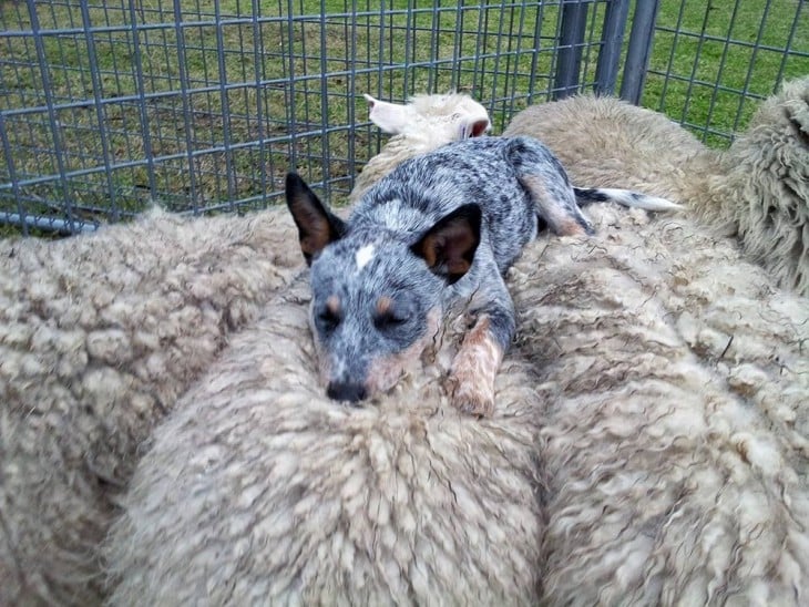 perro pastor ovejero durmiendo arriba de ovejas