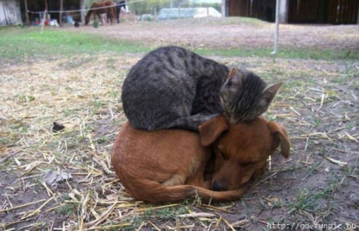 gato durmiendo arriba del perro