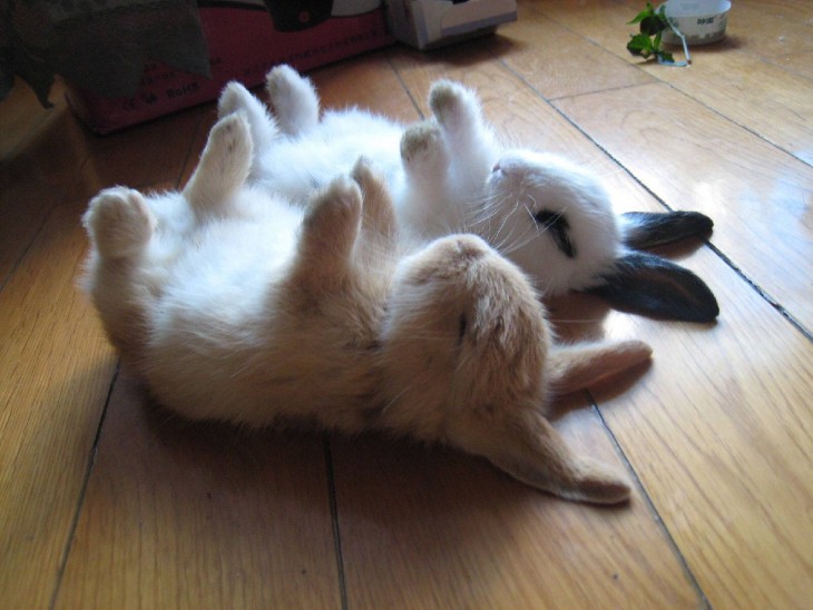 conejitos durmiendo patas arriba