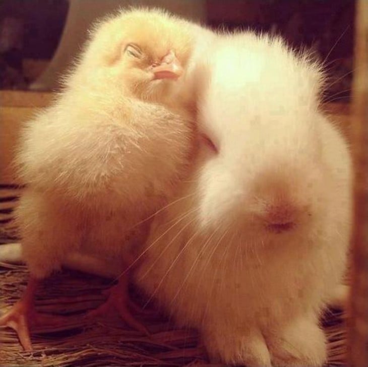 conejo y pollito durmiendo juntos