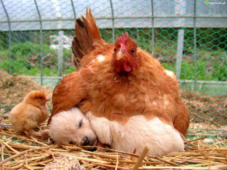 gallina con cachorro durmeindo juntos