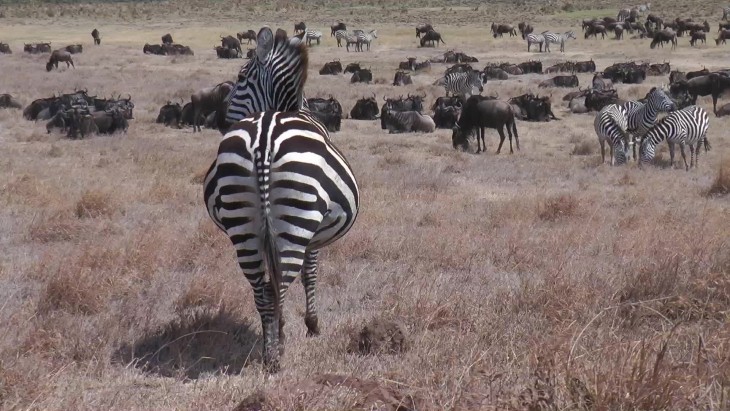 animales embarazados zebra