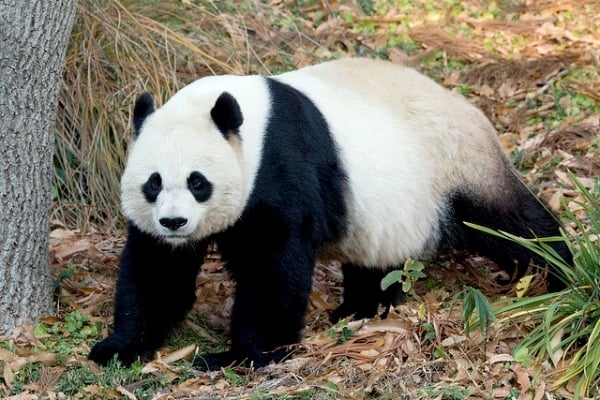 animales embarazados Pandas