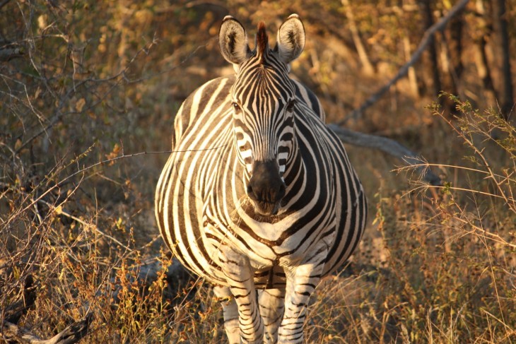 animales embarazados zebra