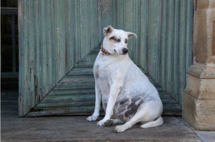 animales embarazados perra