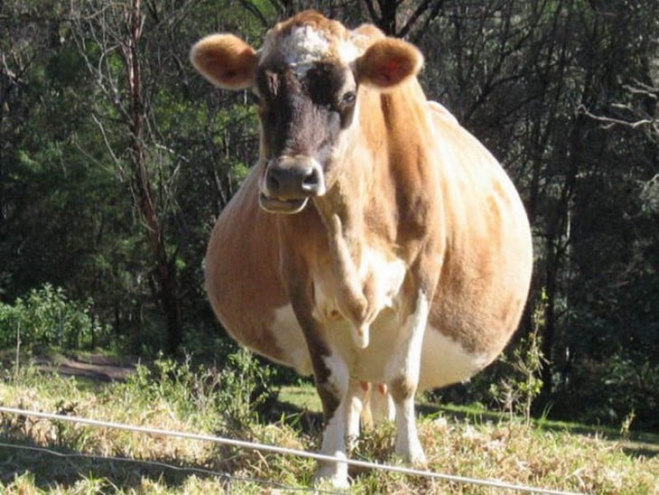 animales embarazados vaca