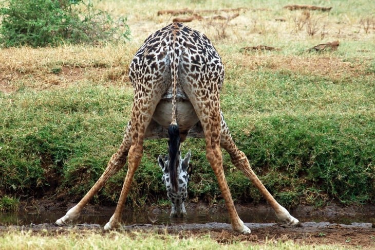animales embarazados Girafa