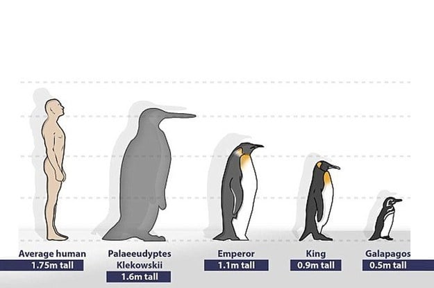 diferente tipos de pinguinos y sus alturas