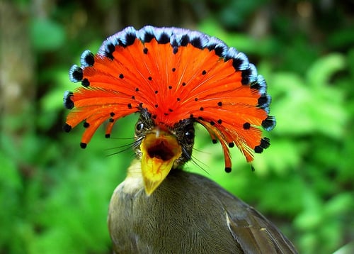 pájaro con forma de plumas de pavo real en la cabeza de color naranja y azul 