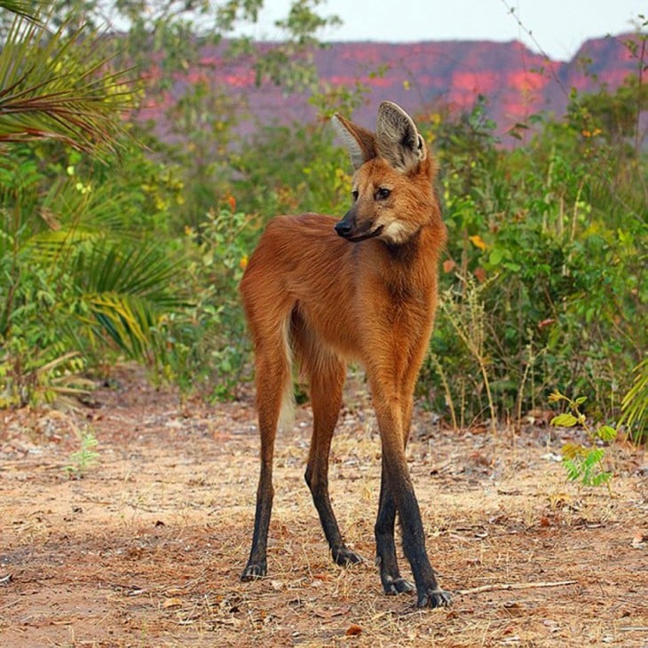 lobo de patas largas en la pradera junto a los árboles 