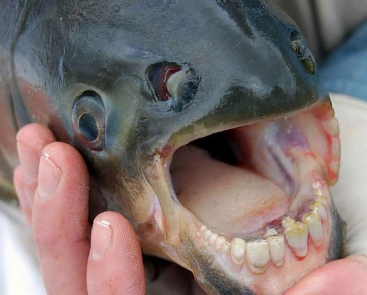 pescado con la boca abierta y dientes como de humano 