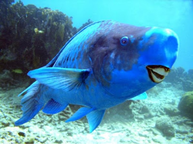 pez grande de color azul en el mar 