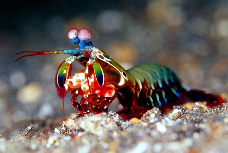 animal marino de distintos colores parado sobre las piedras del un estanque acuático 