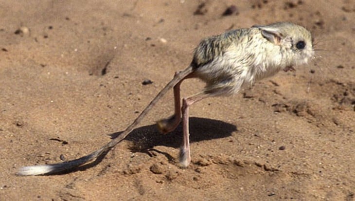 roedor de patas largas saltando en la tierra 