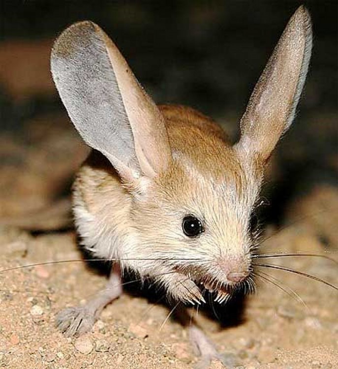 roedor de orejas largas parado en la tierra 