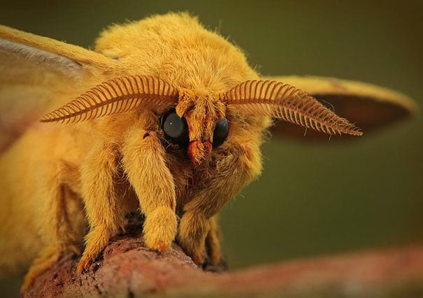 animal de color amarillo con alas, ojos grandes y antenas en forma de peine 