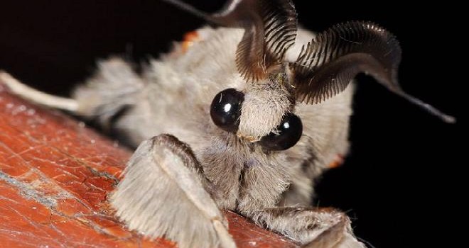 animal de color blanco con antenas en forma de peine y ojos grandes 